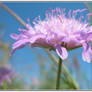 Cute pink flower