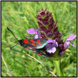 6 spot burnet