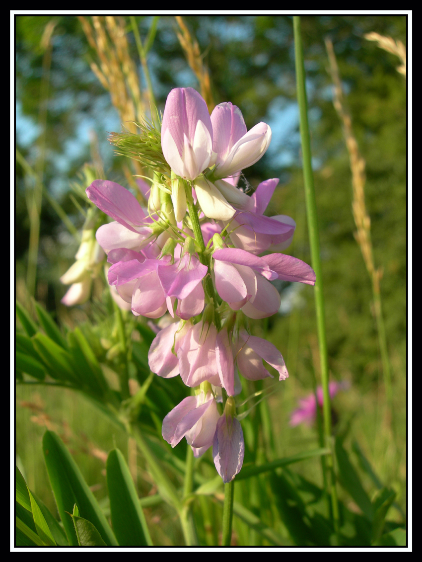 Wonderful pink flowers