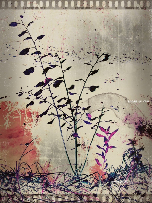 Plant Deviantart Plants by Doroteja1 on DeviantArt