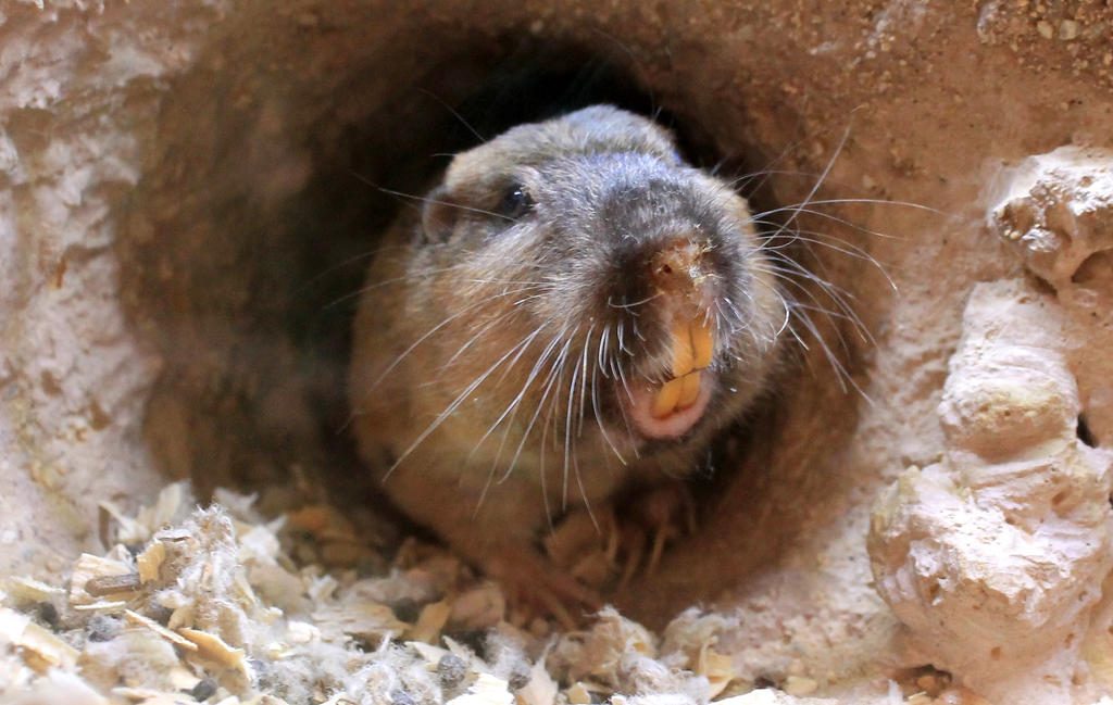 Botta's Pocket Gopher by Monkeystyle3000 on DeviantArt