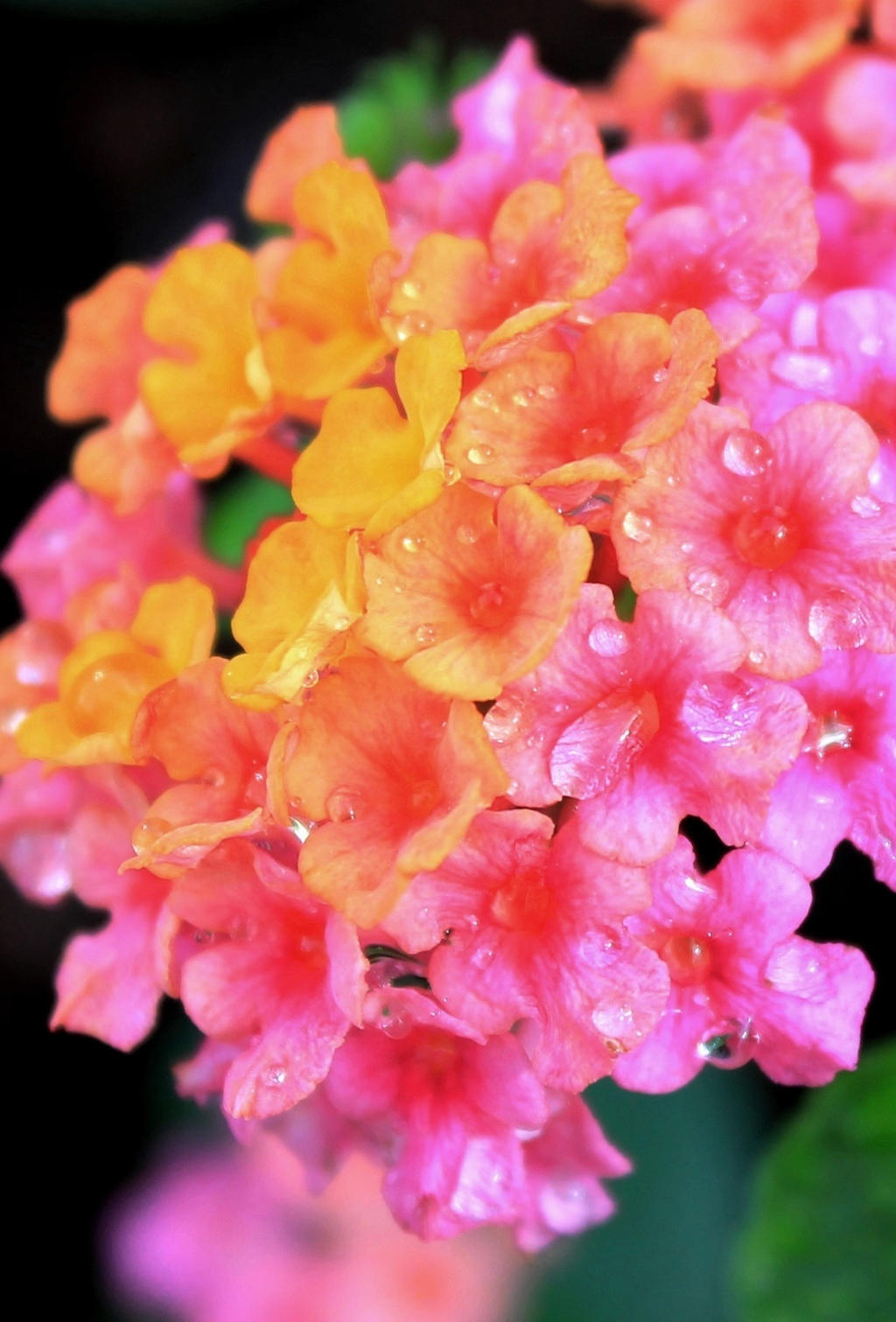 Lantana Cotton Candy