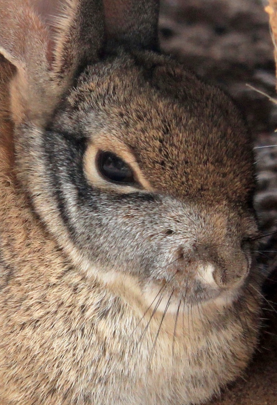 Desert Cottontail Close