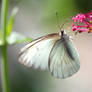 Southern White Butterfly