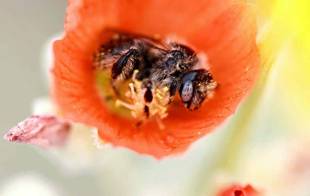 Mallow Bee Globe Mallow Bee by Monkeystyle3000 on DeviantArt