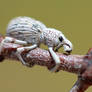 White Weevil 2