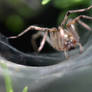 Funnel Web Spider