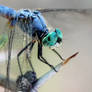 Blue Dasher