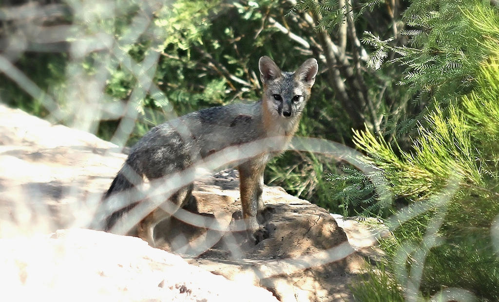 Gray Fox