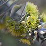 Eucalyptus kruseana tree