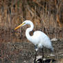 Great Egret 2