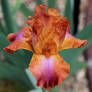 Bearded Iris