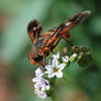 Bee Fly