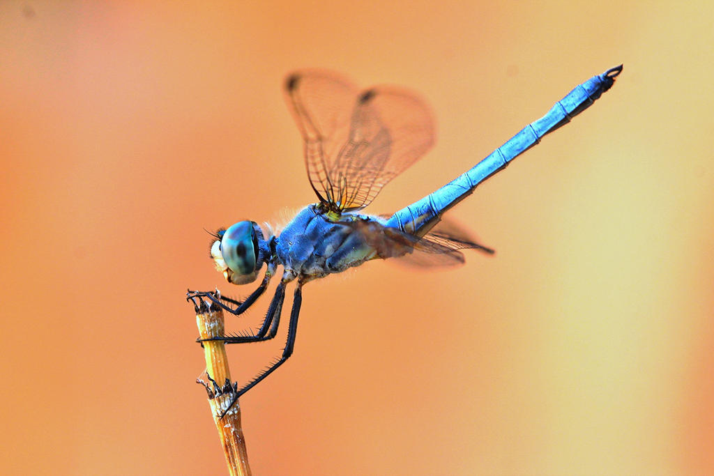 Dashing Blue Dasher