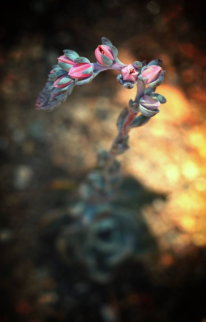 Succulent Bloom by Monkeystyle3000 Succulent Bloom by Monkeystyle3000