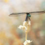 Dragonfly Monet