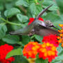 Hummingbird Lantana