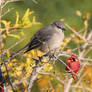 Northern Mockingbird Breakfast