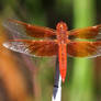 Flame Skimmer Back