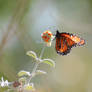 Queen on Orange Ball Buddleja Flower