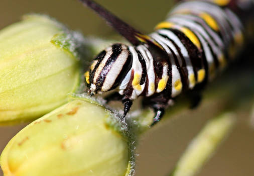 Queen Caterpillar