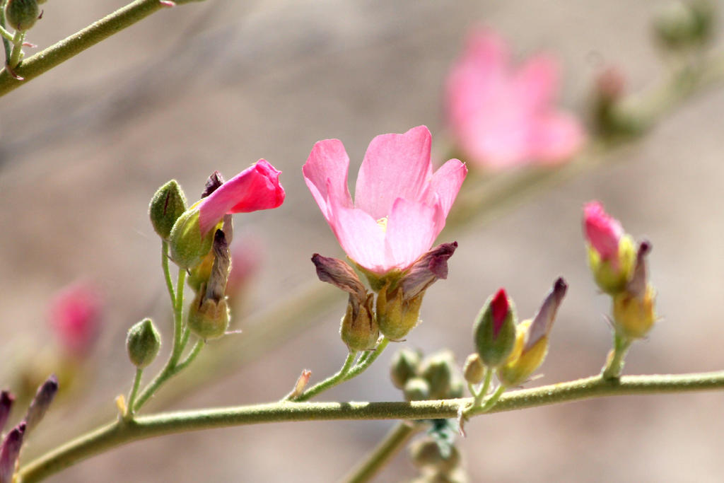 Pink Globe Mallow