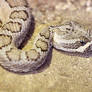 Great Basin Rattlesnake