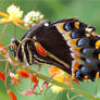 Palamedes Swallowtail Profile