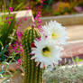 Easter Lily Cactus Bloom