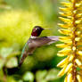 Hummingbird and Aloe Flowers