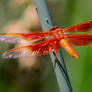 Flame Skimmer Fire