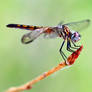 Blue Dasher Dragonfly