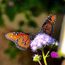 Queen Butterfly Duo