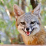 Gray Fox Vixen