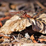 Dragonfly Resting