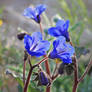 Desert Bluebells