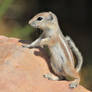 Baby antelope ground squirrel