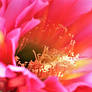 Echinopsis Cactus Bloom in Pink