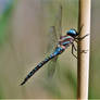 Blue-eyed darner