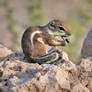 Antelope Squirrel