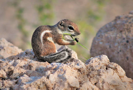 Antelope Squirrel