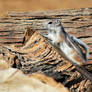 Antelope squirrel