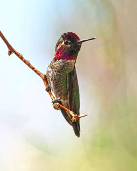 Hummingbird portrait