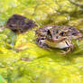 Relict leopard frog