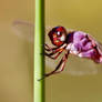 Roseate skimmer dragonfly