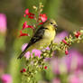 Lesser goldfinch 