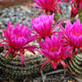 Fuchsia cactus blooms
