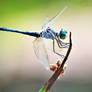 Blue dasher dragonfly