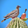 White-winged dove and saguaro cactus