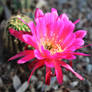 Cactus bloom